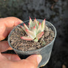 Echeveria Palpitation - Mr. Haganes hyb