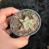 Echeveria Palpitation - Mr. Haganes hyb
