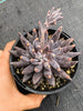 Echeveria unguiculata