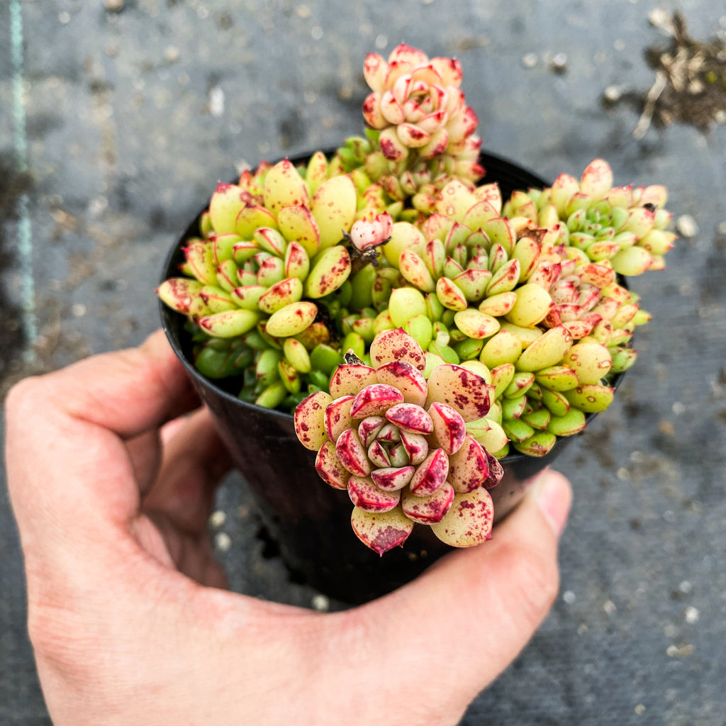 Echeveria minima x ballsii (w/pup)(PLANT)