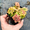 Echeveria minima x ballsii (w/pup)(PLANT)