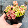 Echeveria minima x ballsii (w/pup)(PLANT)