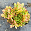 Echeveria minima x ballsii (w/pup)(PLANT)