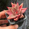 Echeveria Palpitation - Mr. Haganes hyb