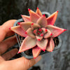 Echeveria Palpitation - Mr. Haganes hyb