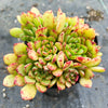Echeveria minima x ballsii (w/pup)(PLANT)