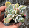 Pachyveria 'Pachyphytoides' Variegated