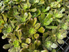 Aeonium x Campbells Cove (1 x CUTTING)