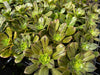 Aeonium x Campbells Cove (1 x CUTTING)