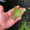 Aeonium x Campbells Cove (1 x CUTTING)