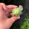 Aeonium x Campbells Cove (1 x CUTTING)