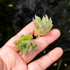 Haworthia hybrid - Type 7 (1 x PUP)