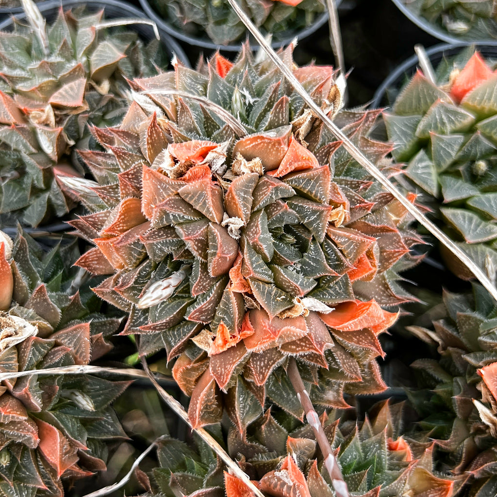 Haworthia hybrid - Type 7 (1 x PUP)