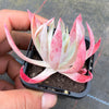 Dudleya Candida