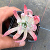 Dudleya Candida
