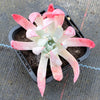 Dudleya Candida