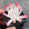 Dudleya Candida
