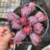 Echeveria Linguas (Bump leaf)(Young plant)(SIZE S)