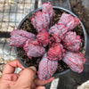 Echeveria Linguas (Bump leaf)(Young plant)(SIZE S)
