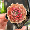 Echeveria 'Silver moon'