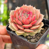 Echeveria 'Silver moon'