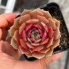 Echeveria 'Silver moon'