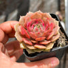 Echeveria 'Silver moon'