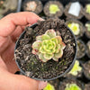 Sedeveria Rolly Variegata