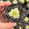 Sedeveria Rolly Variegata
