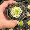Sedeveria Rolly Variegata