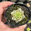 Sedeveria Rolly Variegata