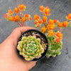 Echeveria setosa 'Glitters'