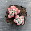 Sedum 'Comic Tom' (2H)