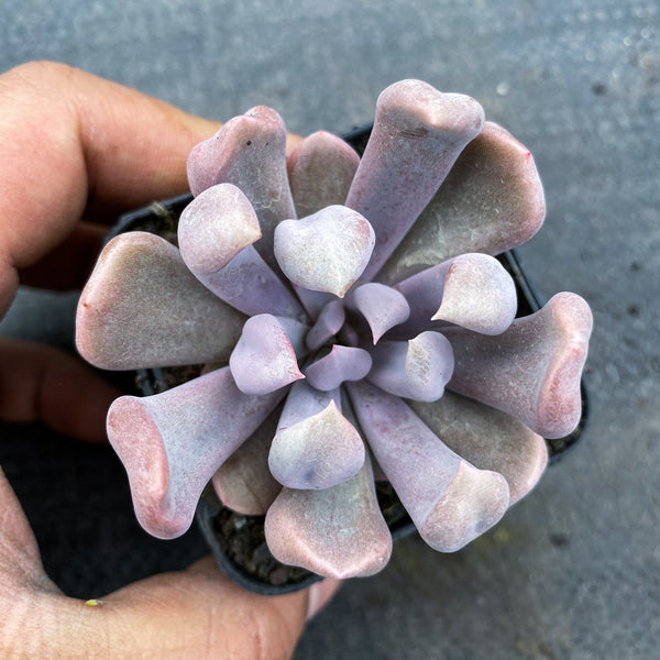 lilac spoons succulent Graptoveria 'Topsy-Debbie' (aka Graptoveria 'Lilac Spoons') – LET LOVE GROW  (Succulent & Cactus)