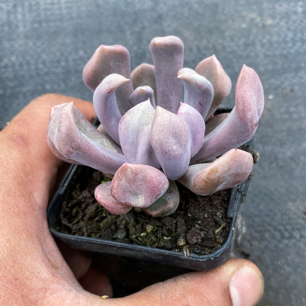 topsy debbie succulent Graptoveria 'Topsy-Debbie' (aka Graptoveria 'Lilac Spoons') – LET LOVE GROW  (Succulent & Cactus)