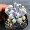 Graptoveria 'Topsy-Debbie' (aka Graptoveria 'Lilac Spoons')