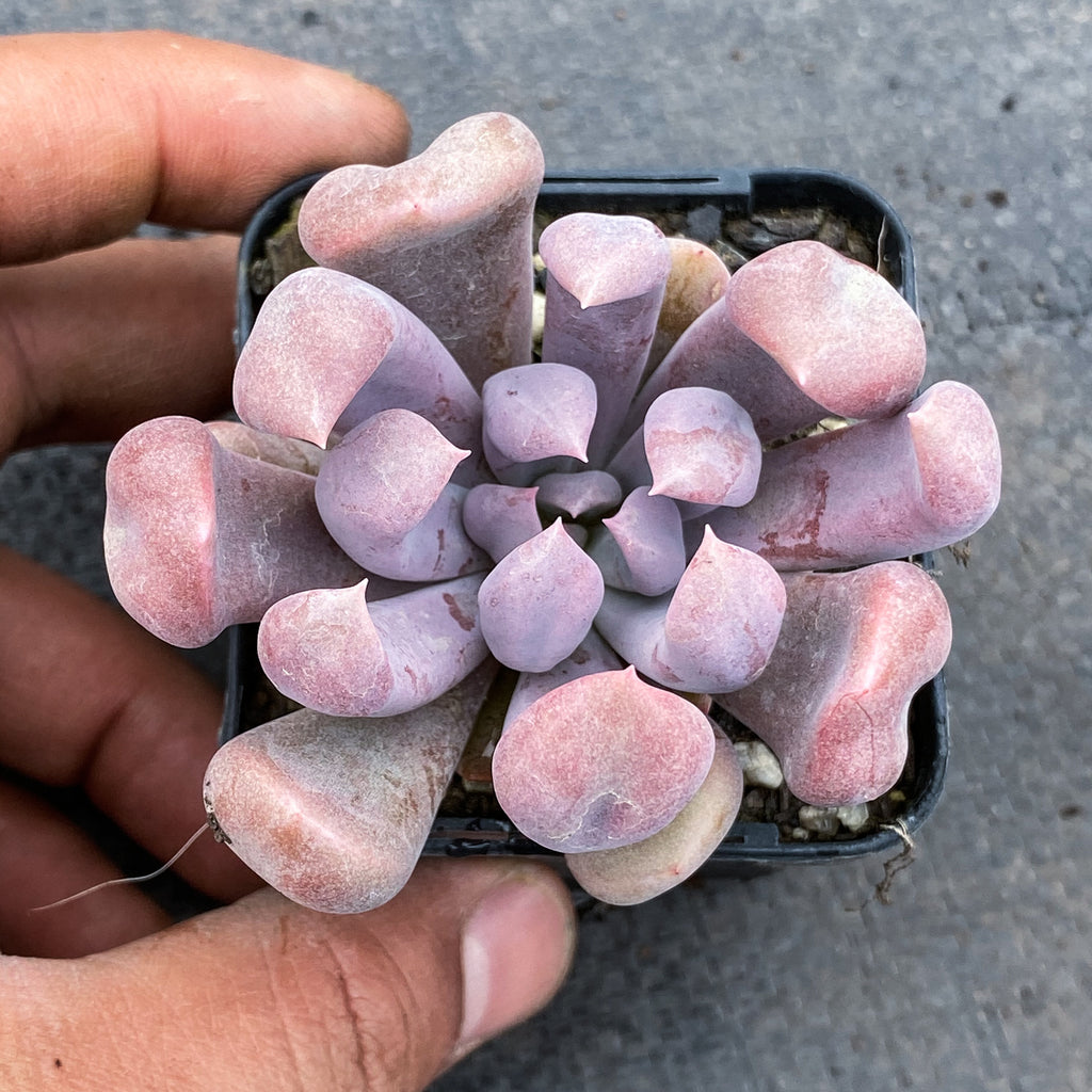 Graptoveria 'Topsy-Debbie' (aka Graptoveria 'Lilac Spoons')
