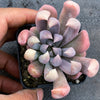 Graptoveria 'Topsy-Debbie' (aka Graptoveria 'Lilac Spoons')