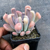 Graptoveria 'Topsy-Debbie' (aka Graptoveria 'Lilac Spoons')