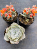 Echeveria Subalpinum
