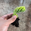 Sedum burrito 'Burros Tail'