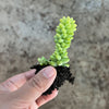 Sedum burrito 'Burros Tail'