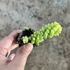 Sedum burrito 'Burros Tail'