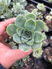 Aeonium aureum aka. Greenovia Aurea (XXS)