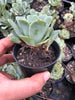 Aeonium aureum aka. Greenovia Aurea (XXS)