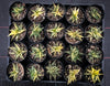Haworthia limifolia f. variegata