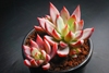 Echeveria 'Cleone'