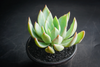Echeveria 'Cleone'