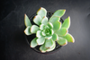Echeveria 'Cleone'