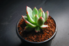 Echeveria 'Cleone'